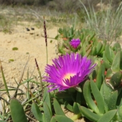 Carpobrotus glaucescens (Pigface) at Four Winds Bioblitz Reference Sites - 11 Nov 2016 by DaveMaynard