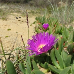 Carpobrotus glaucescens at Four Winds Bioblitz Reference Sites - 11 Nov 2016