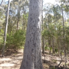 Corymbia maculata (Spotted Gum) at Four Winds Bioblitz Reference Sites - 11 Nov 2016 by DaveMaynard