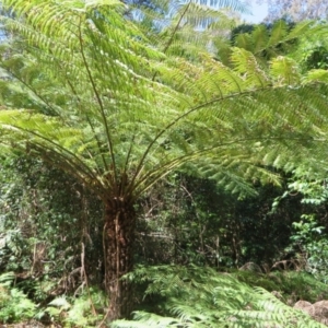 Cyathea australis subsp. australis at Murrah Flora Reserve - suppressed