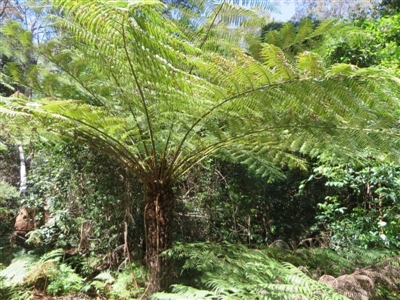 Cyathea australis subsp. australis (Rough Tree Fern) at Murrah Flora Reserve - 12 Nov 2016 by DaveMaynard