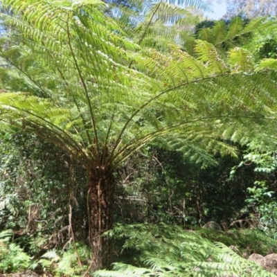 Cyathea australis subsp. australis (Rough Tree Fern) at Murrah Flora Reserve - 12 Nov 2016 by DaveMaynard