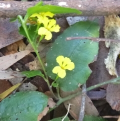 Goodenia ovata (Hop Goodenia) at Murrah Flora Reserve - 11 Nov 2016 by DaveMaynard