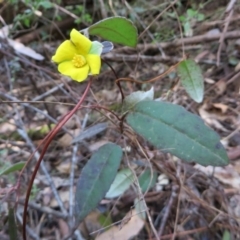 Hibbertia dentata (Twining Guinea Flower) at Murrah State Forest - 12 Nov 2016 by DaveMaynard