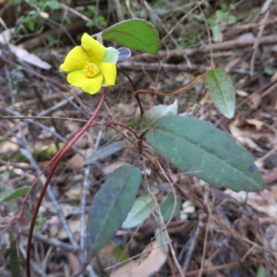 Hibbertia dentata (Twining Guinea Flower) at Murrah Flora Reserve - 12 Nov 2016 by DaveMaynard