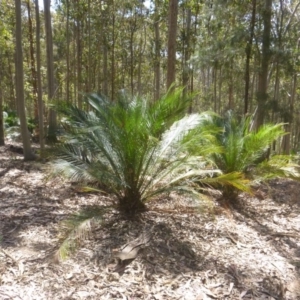 Macrozamia communis at Four Winds Bioblitz Reference Sites - 11 Nov 2016