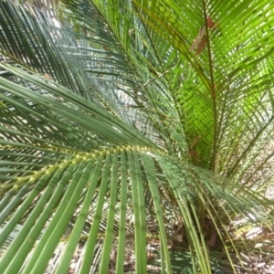 Macrozamia communis at Four Winds Bioblitz Reference Sites - suppressed