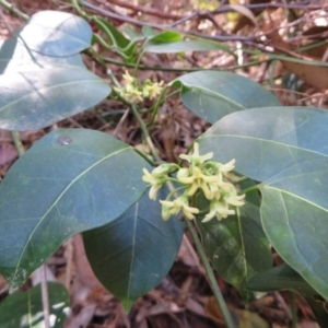 Leichhardtia rostrata at Murrah Flora Reserve - 12 Nov 2016