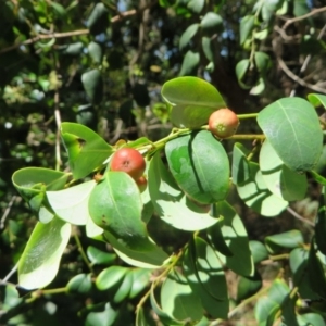 Gynochthodes jasminoides at Four Winds Bioblitz Reference Sites - 12 Nov 2016 12:05 PM