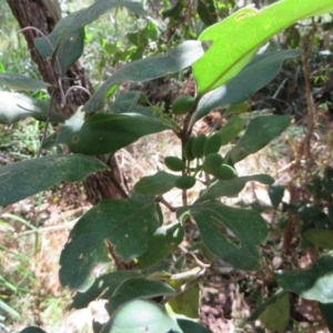 Notelaea longifolia f. longifolia at Four Winds Bioblitz Reference Sites - 12 Nov 2016