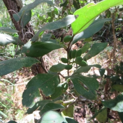 Notelaea longifolia f. longifolia (Mock Olive) at Four Winds Bioblitz Reference Sites - 12 Nov 2016 by DaveMaynard