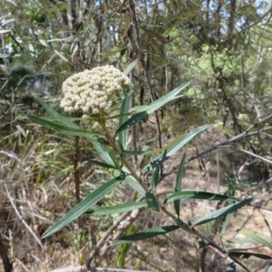 Ozothamnus argophyllus at Four Winds Bioblitz Reference Sites - 12 Nov 2016