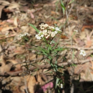 Platysace lanceolata at Murrah Flora Reserve - 12 Nov 2016 03:32 PM