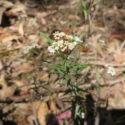 Platysace lanceolata (Shrubby Platysace) at Murrah State Forest - 12 Nov 2016 by DaveMaynard