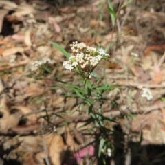 Platysace lanceolata (Shrubby Platysace) at Murrah State Forest - 12 Nov 2016 by DaveMaynard