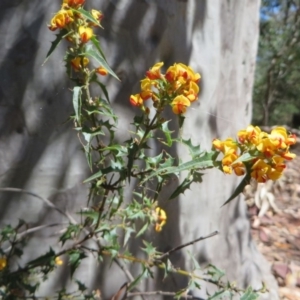 Podolobium ilicifolium at Murrah Flora Reserve - 12 Nov 2016