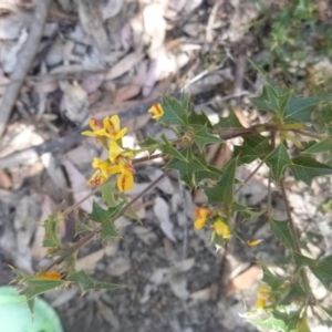 Podolobium ilicifolium at Murrah Flora Reserve - 12 Nov 2016 02:27 PM