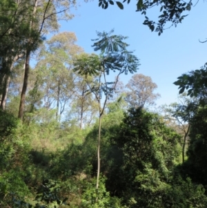 Polyscias murrayi at Murrah Flora Reserve - 12 Nov 2016 02:57 PM