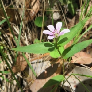 Schelhammera undulata at Four Winds Bioblitz Reference Sites - 12 Nov 2016