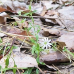 Stellaria flaccida (Forest Starwort) at Four Winds Bioblitz Reference Sites - 11 Nov 2016 by DaveMaynard