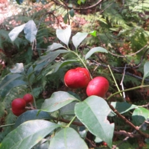 Synoum glandulosum subsp. glandulosum at Murrah Flora Reserve - 12 Nov 2016