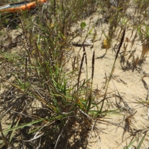 Zoysia macrantha at Four Winds Bioblitz Reference Sites - 11 Nov 2016