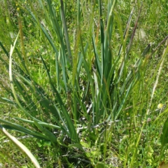 Dianella sp. aff. longifolia (Benambra) (Pale Flax Lily, Blue Flax Lily) at Jerrabomberra Grassland - 15 Nov 2016 by RichardMilner