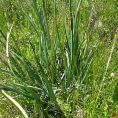 Dianella sp. aff. longifolia (Benambra) (Pale Flax Lily, Blue Flax Lily) at Hume, ACT - 15 Nov 2016 by RichardMilner