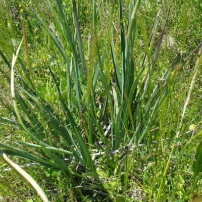 Dianella sp. aff. longifolia (Benambra) (Pale Flax Lily, Blue Flax Lily) at Jerrabomberra Grassland - 15 Nov 2016 by RichardMilner