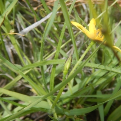 Hypoxis hygrometrica var. villosisepala (Golden Weather-grass) at Farrer, ACT - 15 Nov 2016 by MichaelMulvaney