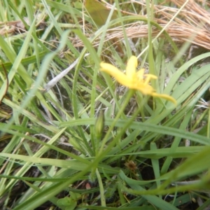 Hypoxis hygrometrica var. villosisepala at Farrer, ACT - 15 Nov 2016 12:23 PM