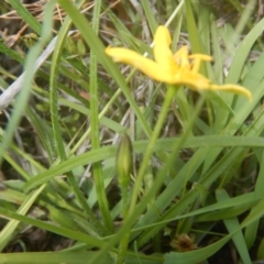 Hypoxis hygrometrica var. villosisepala at Farrer, ACT - 15 Nov 2016 12:23 PM