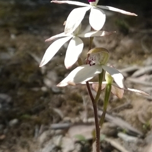 Caladenia cucullata at Undefined Area - suppressed