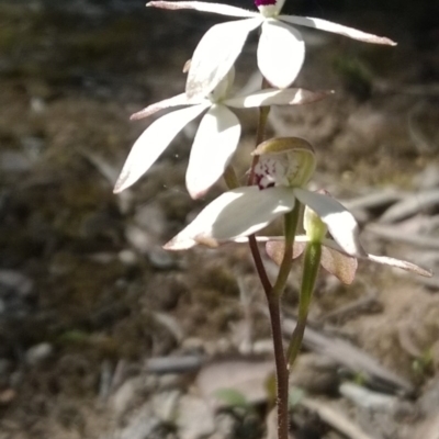Caladenia cucullata (Lemon Caps) at Molonglo Valley, ACT - 31 Oct 2016 by PeterR
