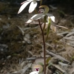 Caladenia cucullata at Undefined Area - suppressed