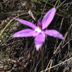 Glossodia major (Wax Lip Orchid) at Black Mountain - 31 Oct 2016 by PeterR