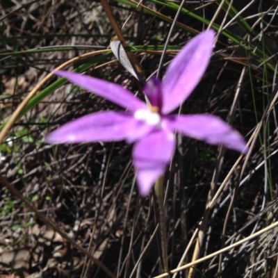 Glossodia major (Wax Lip Orchid) at Molonglo Valley, ACT - 31 Oct 2016 by PeterR