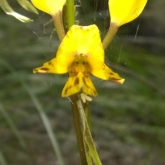 Diuris nigromontana (Black Mountain Leopard Orchid) at Black Mountain - 31 Oct 2016 by PeterR