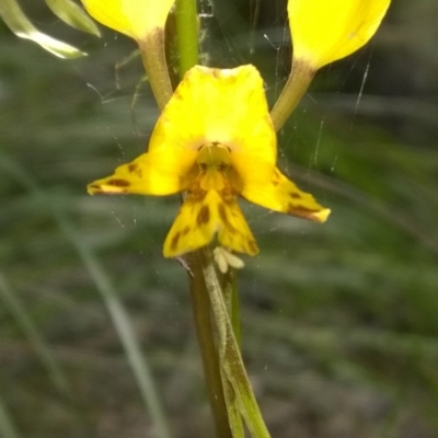 Diuris nigromontana (Black Mountain Leopard Orchid) at Molonglo Valley, ACT - 31 Oct 2016 by PeterR