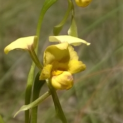 Diuris nigromontana at Undefined Area - suppressed