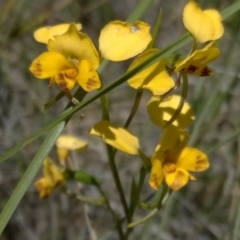 Diuris nigromontana (Black Mountain Leopard Orchid) at Black Mountain - 31 Oct 2016 by MichaelMulvaney