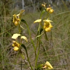 Diuris nigromontana at Point 16 - suppressed