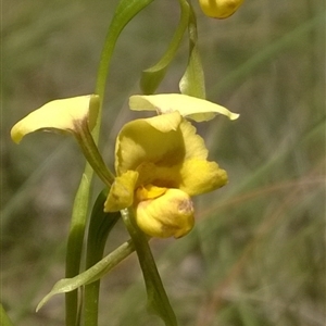 Diuris nigromontana at Undefined Area - suppressed