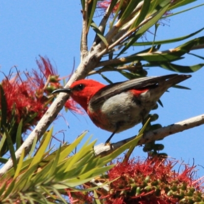 Myzomela sanguinolenta (Scarlet Honeyeater) at Tathra, NSW - 16 Nov 2016 by KerryVance