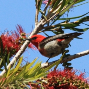 Myzomela sanguinolenta at Tathra, NSW - 16 Nov 2016