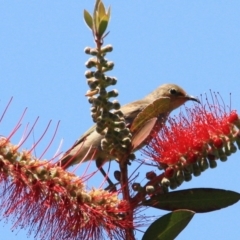 Myzomela sanguinolenta at Tathra, NSW - 16 Nov 2016