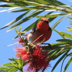 Myzomela sanguinolenta at Tathra, NSW - 16 Nov 2016