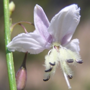 Arthropodium milleflorum at Kambah, ACT - 24 Nov 2010