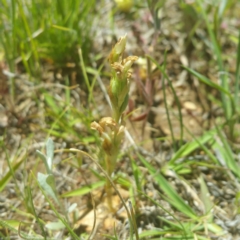Hymenochilus sp. (A Greenhood Orchid) at Hume, ACT - 16 Nov 2016 by RichardMilner
