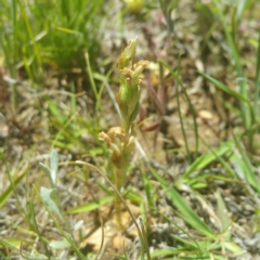 Hymenochilus sp. (A Greenhood Orchid) at Hume, ACT - 15 Nov 2016 by RichardMilner